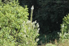 Lobelia nicotianifolia